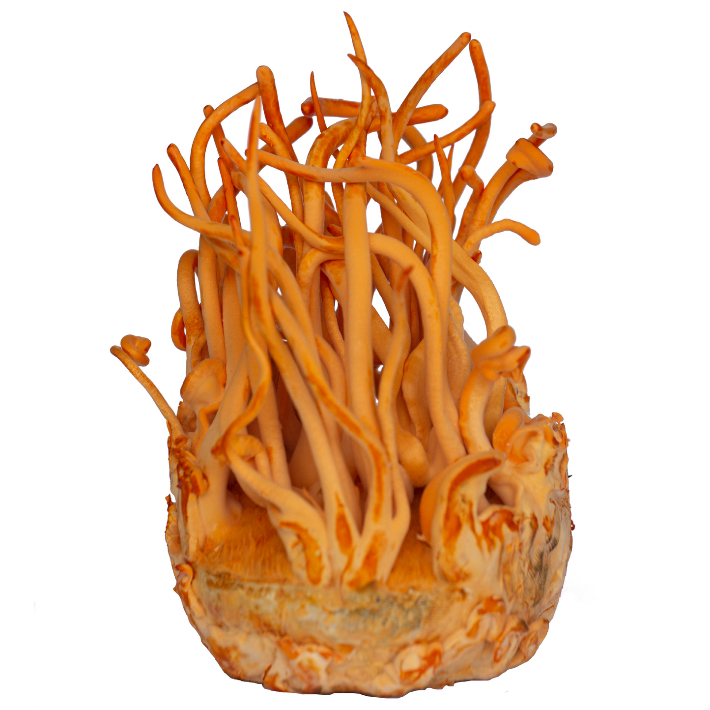 Image of Cordyceps mushroom shown